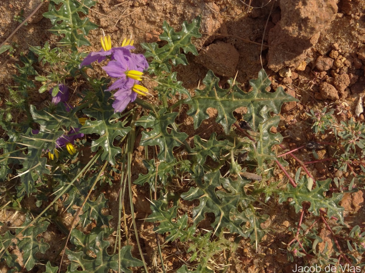 Solanum virginianum L.